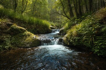 Obraz premium A narrow, stony creek winds through dense, vibrant woodland, with crystal-clear water shimmering over mossy stones and leafy ferns.