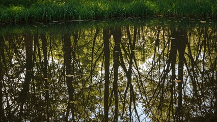 Obraz premium A tiny pond mirroring the surrounding trees on tranquil water