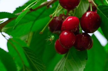 Close-up of beautiful natural cherries growing in a fruit orchard, sweet cherry plantation