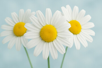 Chamomile Serenity: Three delicate chamomile flowers, showcasing their vibrant yellow centers and pristine white petals, create a serene and calming image. perfect for relaxation, wellness.