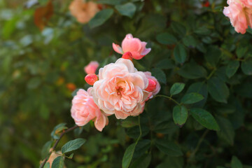 Soft pink tea roses growing in summer sunlight cottage garden