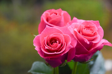 ピンクのばら