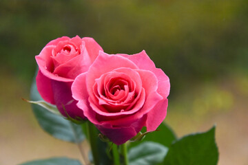 ピンクのばら