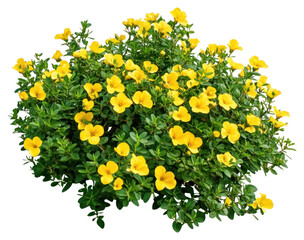 PNG Real yellow flower bushes flowers leaves plant.