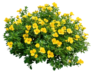 PNG Real yellow flower bushes flowers leaves plant.