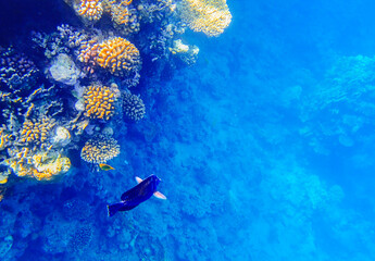 Triggerfish Balistidae swims near a coral reef with colonies of hard corals such as Acropora and