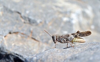The Cretan Band-winged Grasshopper (Oedipoda venusta) is only known from Crete