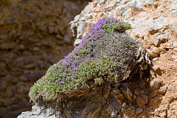 Thymus capitatus (or Coridothymus capitatus), Crete