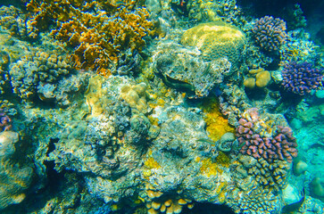 Colorful coral reef ecosystem with various corals including brain coral Diploria labyrinthiformis