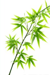 Obraz premium A vibrant green bamboo branch with delicate leaves, angled against a stark white background, showcasing its natural beauty and intricate details
