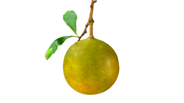 fruit of calabash tree or bottle gourd on Transparent background.