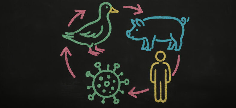 Chalkboard style drawing showing transmission cycle of bird flu virus between duck, pig and human with colorful arrows and symbols