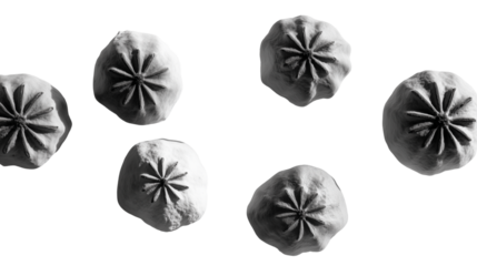 Collection of dried poppy seed pods arranged in a circular pattern isolated on transparent background