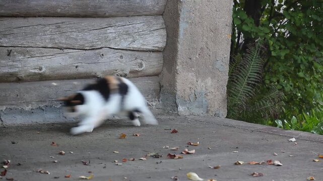 The cat caught a little mouse.
The mouse lied and ran away from the cat.