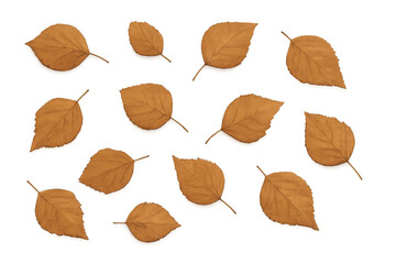 Falling orange autumn leaves on transparent background