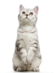 Silver tabby kitten sits up, paws tucked, gazing upward against a plain white background, fur beautifully patterned