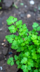 Fototapeta premium Close-up of vibrant green cilantro growing in dark soil