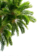Lush palm fronds against white