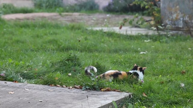 The cat caught a little mouse.
The mouse lied and ran away from the cat.