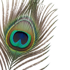 Naklejka premium Close up of a vibrant peacock feather eye detail isolated on transparent background