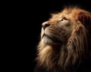 Powerful close-up of a majestic lion's head against a stark black background, looking upwards with regal grace
