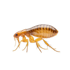 A flea insect