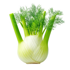 Fresh fennel bulb with leaves