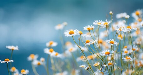 Close-up view of white daisies with yellow centers against a soft, blurred blue backdrop. Serene nature scene; soft lighting & shallow depth