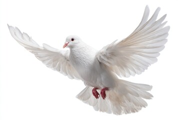 A pure white dove soars, wings gracefully spread wide against a bright, clean background