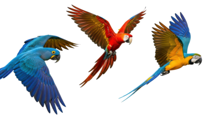 Isolated Flying Parrots