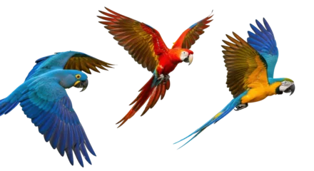 Fototapete Rund Papagei Isolated Flying Parrots  © Emil