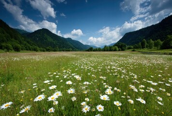 Daisy field sprawls below a blue sky filled with clouds, framed by lush green mountains in the distance. Bright natural scenery