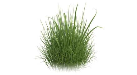 Isolated Green Grass