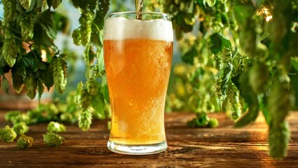 Pouring Beer into Glass with Hops Plants , Close-up