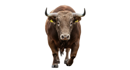 Isolated Brown Bull Walking