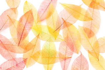 Autumn leaves background. Skeleton leaves texture on a white background. Fall banner in vibrant colors