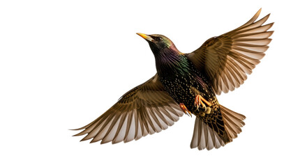 Obraz premium Isolated Starling Bird