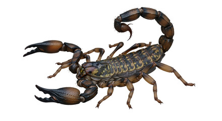 Isolated Scorpion