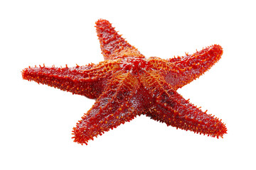 Red starfish isolated on transparent background, a marine animal with five arms