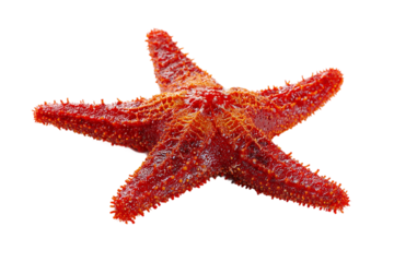 Red starfish isolated on transparent background, a marine animal with five arms