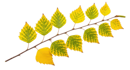 Isolated birch branch with leaves