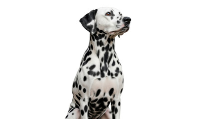 Isolated Dalmatian Dog Portrait