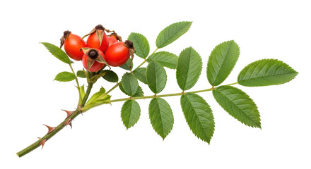 Isolated Rosehip