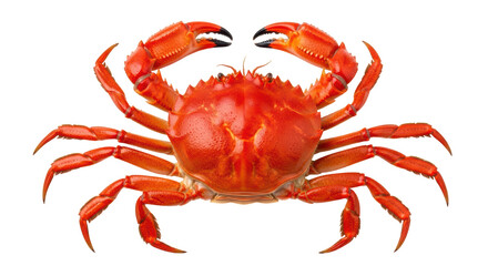 Isolated Red Crab