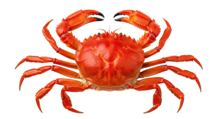 Isolated Red Crab