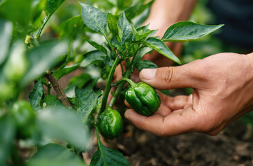 Close-up of hands picking green peppers from the plant in a garden