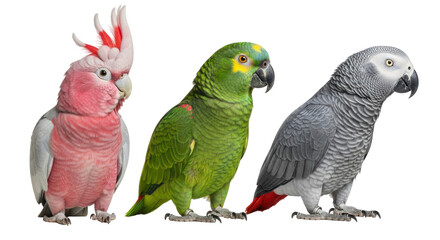 Isolated Three Colorful Parrots