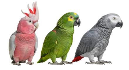 Fototapeten Papagei Isolated Three Colorful Parrots  © Emil