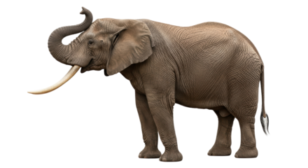 Isolated African Elephant