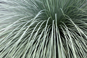 Obraz premium Abstract Close-Up of Green Grass Blades with Soft Motion Blur Effect